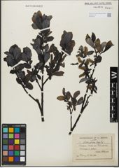 Foto von Salix glabra Scop.